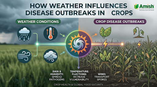 How Weather Influences Disease Outbreaks in Crops